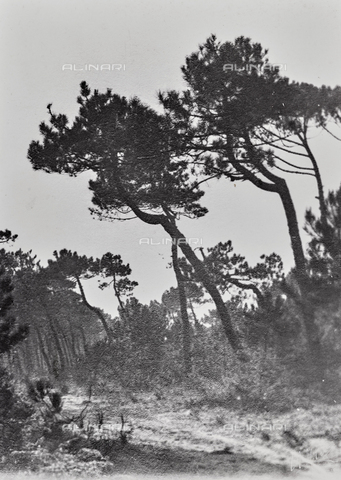 AVQ-A-004294-0020 - The pine forest - Date of photography: 1900-1910 - Alinari Archives, Florence