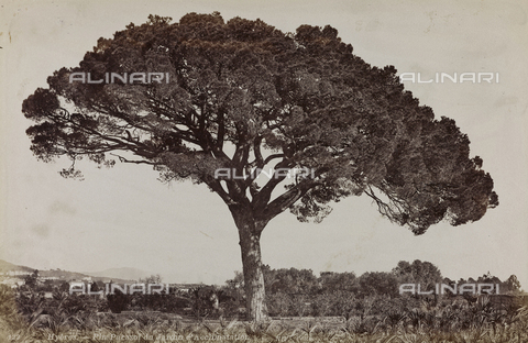AVQ-A-004951-0091 - Pino di Hyères - Data dello scatto: 1890-1899 - Archivi Alinari, Firenze