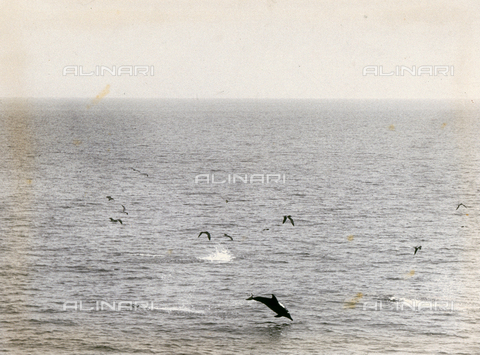 BBA-F-004746-0000 - The open sea with dolphins and seagulls - Date of photography: 1955 ca. - Alinari Archives, Florence