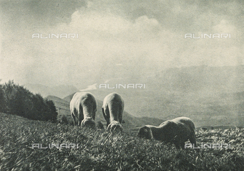 BFB-S-000908-0064 - Grazing sheep - Date of photography: 1908 - Alinari Archives, Florence