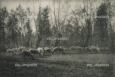 BFB-S-000909-0016 - "Spring Pasture" - Date of photography: 1909 - Alinari Archives, Florence