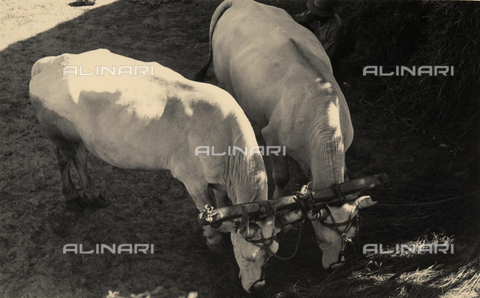 BVA-F-000522-0000 - Grazing oxen. Postcard sent by the photographer to Vincenzo Balocchi - Date of photography: 1941 - Alinari Archives, Florence