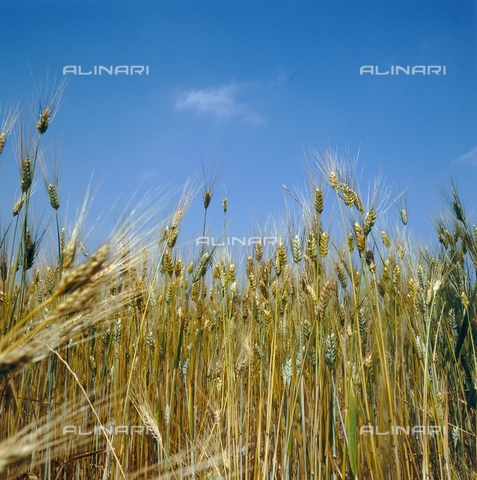 CAL-F-010659-0000 - Campo di grano verde in Puglia - Data dello scatto: 2002 - Archivi Alinari, Firenze