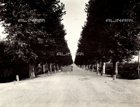 FAQ-F-001352-0000 - Work done by the A.A.S.S. on the Adriatic Road number 16, on the section between Stanghella and Monselice, in the Province of Padua - Date of photography: 1930 ca. - Alinari Archives, Florence