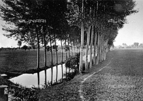 FBQ-A-006147-0006 - Filari di alberi costeggiano un piccolo corso d'acqua nel grandioso Parco Reale di Racconigi - Data dello scatto: 1911 ca. - Archivi Alinari, Firenze