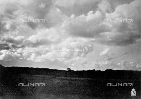 FBQ-A-006147-0007 - Veduta dell'area boschiva del Gombo, nella tenuta reale di San Rossore - Data dello scatto: 1911 ca. - Archivi Alinari, Firenze