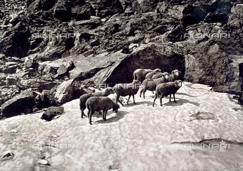 FBQ-A-006147-0016 - Piccolo gregge di pecore sui pendii rocciosi del Colle di Druos, nei pressi di Valdieri - Data dello scatto: 1911 ca. - Archivi Alinari, Firenze