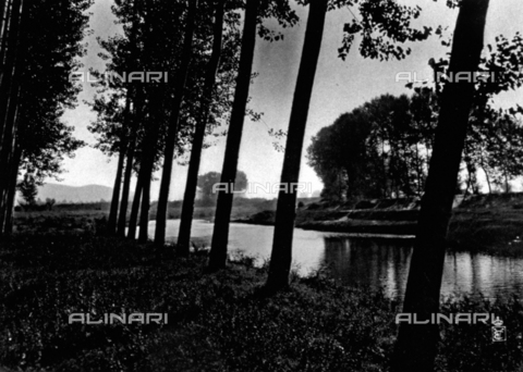 FBQ-A-006147-0017 - Tranquillo corso d'acqua fiancheggiato da filari di alberi nei pressi della Loggia, nelle Langhe - Data dello scatto: 1911 ca. - Archivi Alinari, Firenze