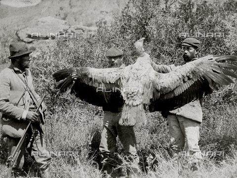 FBQ-A-006185-0035 - Measures to establish the Chilean-Argentinian border: some men pointing out a condor. Argentina - Date of photography: 1900 ca. - Alinari Archives, Florence