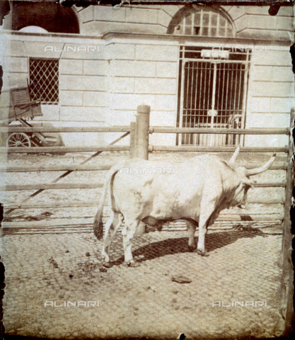 FBQ-F-001242-0000 - Ox in an enclosure of the Testaccio slaughterhouse in Rome - Date of photography: 1882 -1887 ca. - Alinari Archives, Florence