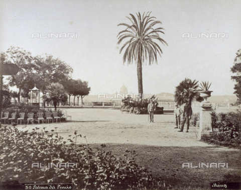 FBQ-F-002619-0000 - The 'Passeggiata del Pincio', with trees, bushes and in particular a large palm tree. In the background garden benches and a kiosk - Date of photography: 1870 -1875 ca. - Alinari Archives, Florence
