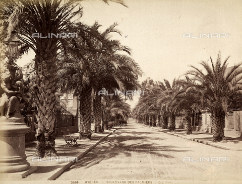 FCC-F-012267-0000 - The avenue of the palms in Heyere, Provence, France - Date of photography: 1880 ca. - Alinari Archives, Florence
