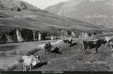 FCC-F-012992-0000 - Cows grazing near a stream, in Switzerland - Date of photography: 1900 ca. - Alinari Archives, Florence