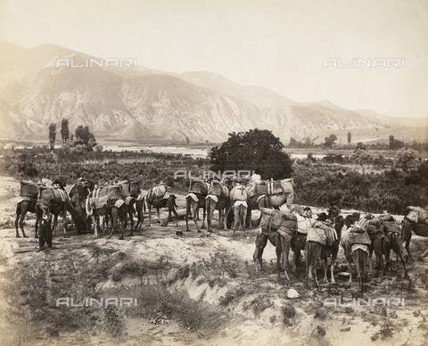 FCC-F-014839-0000 - Camels photographed while drinking from a pianeggiate area, near Lefka, location of the island of Cyprus. Today, the area belongs politically to the Turkish Republic. - Date of photography: 1880-1890 ca. - Alinari Archives, Florence