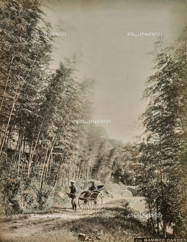 FVQ-F-040250-0000 - Bamboo forest, Japan - Date of photography: 1866-1890 - Alinari Archives, Florence