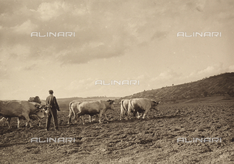 FVQ-F-057205-0000 - Farmer with cows - Date of photography: 1900 ca. - Alinari Archives, Florence