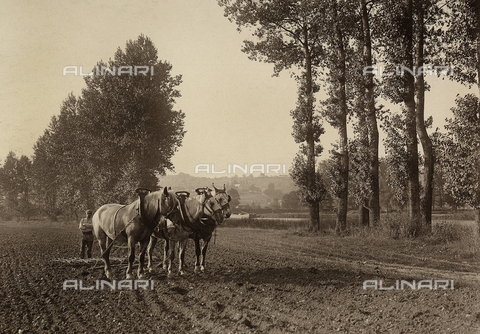 FVQ-F-057207-0000 - Farmer working with some horses in a field - Date of photography: 1900 ca. - Alinari Archives, Florence
