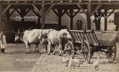 FVQ-F-075449-0000 - Oxen with wagon - Date of photography: 1870 ca. - Alinari Archives, Florence