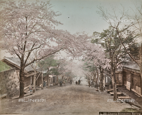 FVQ-F-146084-0000 - Cherry blossom trees, Japan - Date of photography: 1866-1890 - Alinari Archives, Florence