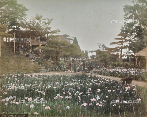 FVQ-F-146126-0000 - Iris Horikiri Garden in Tokyo, Japan - Date of photography: 1866-1890 - Alinari Archives, Florence