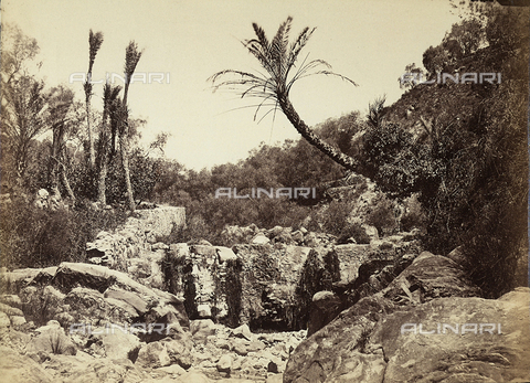 FVQ-F-198632-0000 - Paesaggio roccioso con palme - Data dello scatto: 1880 ca. - Archivi Alinari, Firenze