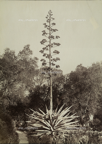 FVQ-F-198635-0000 - Paesaggio boschivo in Liguria con pianta di agave in primo piano - Data dello scatto: 1880 ca. - Archivi Alinari, Firenze