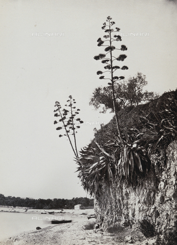 FVQ-F-198638-0000 - Alberi in una scogliera della costa ligure - Data dello scatto: 1880 ca. - Archivi Alinari, Firenze