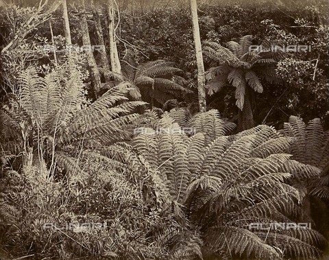 FVQ-F-210584-0000 - Forest ferns - Date of photography: 1867 ca. - Alinari Archives, Florence
