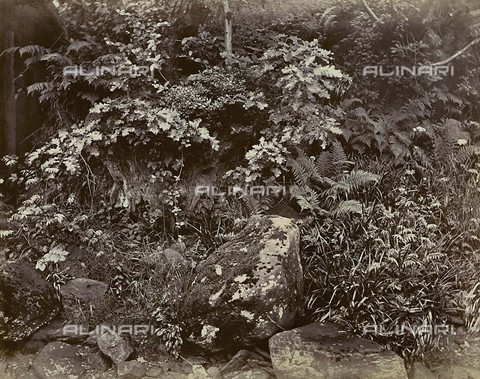 FVQ-F-210605-0000 - Vegetazione boschiva a Loch Goil, in Scozia - Data dello scatto: 1867 - Archivi Alinari, Firenze