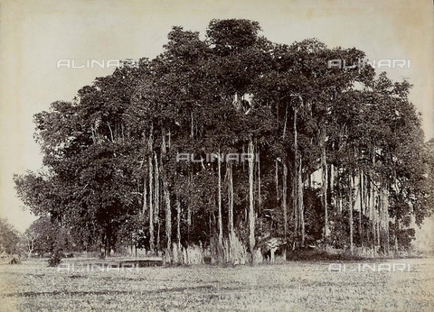 FVQ-F-210607-0000 - A sycamore tree - Date of photography: 1866 - Alinari Archives, Florence