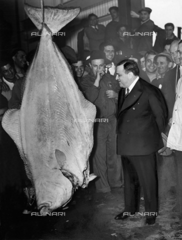 GBB-F-002462-0000 - 1939, 23 march, USA : The United States Mayor of New York City FIORELLO LA GUARDIA (1882 - 1947) poses with a 300 pound halibut at the new Fulton Market. - © ARCHIVIO GBB / Archivi Alinari