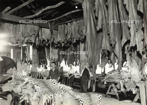 GCQ-A-008558-0013 - Activities of Italians Abroad. "Merchants and Industrialists of Belo Horizonte" in Brazil; the tannery of the Italian Francesco Carrato - Date of photography: 1930-1935 - Alinari Archives, Florence