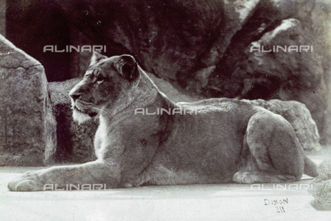 MFC-F-001015-0000 - Close-up of a lioness lying on the ground - Date of photography: 1860- 1880 - Alinari Archives, Florence