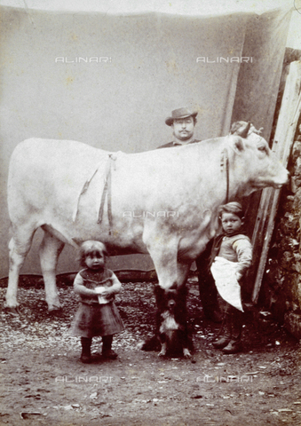 MFC-F-004168-0000 - Man, children and dog shown, full-length, around an ox - Date of photography: 1870-1890 ca. - Alinari Archives, Florence