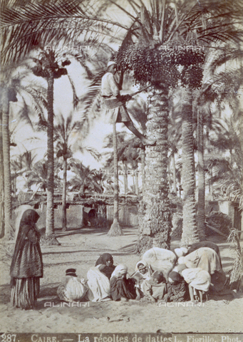 MFC-S-001133-0009 - Gathering dates in Cairo. Women and children are picking up the dates which a man throws to the ground from the top of a palm tree he has climbed - Date of photography: 1880-1890 - Alinari Archives, Florence