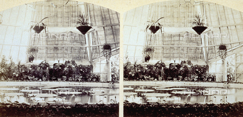MFC-S-001916-0004 - Interior of a greenhouse at the 1861 italian exposition in Florence - Date of photography: 09/1861 - Alinari Archives, Florence
