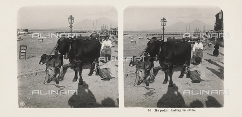 MFC-S-003181-0012 - The Port of Naples. In the foreground a milkman milking a cow, with a calf next to him. In the lower part of the picture the shadow of the photographer can be seen - Date of photography: 1900 ca. - Alinari Archives, Florence