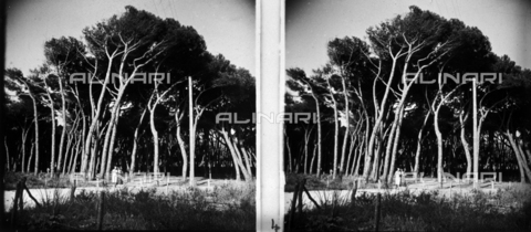 NVQ-S-001803-0004 - Pine trees in Viareggio, stereoscopic photography - Date of photography: 15/08/1931 - Alinari Archives, Florence