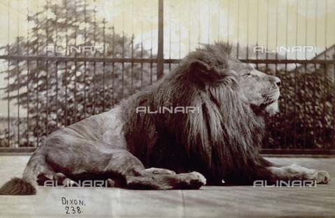 PDC-S-000639-0001 - A lion crouching, seen full-length and in profile. Behind it some iron bars which are perhaps the animal's cage in the zoo which hosts the lion. - Date of photography: 1860-1880 - Alinari Archives, Florence
