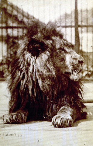 PDC-S-000639-0002 - Lion seen from the fron, crouching, with its head in profile - Date of photography: 1860-1880 - Alinari Archives, Florence