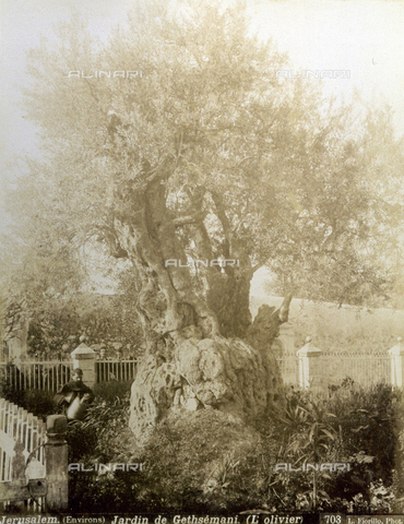 PDC-S-000752-0005 - A majestic, centuries old olive tree in the garden of Gethsemane. A priest waters the plants nearby. - Date of photography: 1880-1900 - Alinari Archives, Florence
