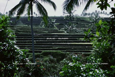 QFA-S-002135-0IND - Isole della Sonda Isola di Bali Risaie a terrazze - Data dello scatto: 1969 - Folco Quilici ©  Archivi Alinari