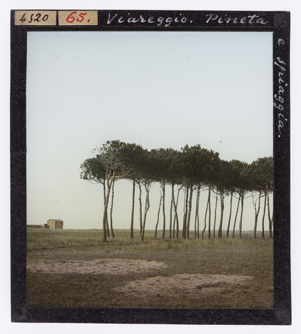 RGD-S-000065-4520 - Pine forest and beach, Viareggio - Date of photography: 1904 ca. - Alinari Archives, Florence