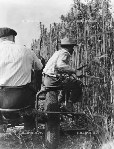 RVA-S-023272-0005 - A farmer cuts hemp with a mowing machine, Sarthe - Date of photography: 1950 ca. - Jacques Boyer / Roger-Viollet/Alinari