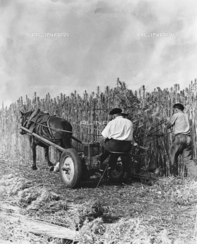 RVA-S-023272-0006 - Farmers during hemp harvesting, Sarthe - Date of photography: 1950 ca. - Jacques Boyer / Roger-Viollet/Alinari