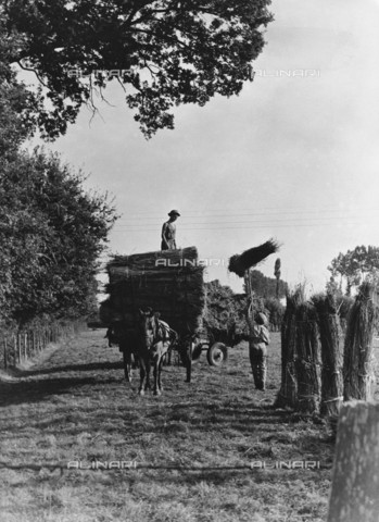 RVA-S-023272-0007 - Farmers load hemp bales after harvest, Sarthe - Date of photography: 1950 ca. - Jacques Boyer / Roger-Viollet/Alinari