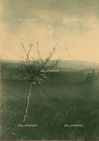 TCA-F-0032BV-0000 - Country landscape with a fruit tree in bloom - Date of photography: 1910 - 1920 - Alinari Archives, Florence