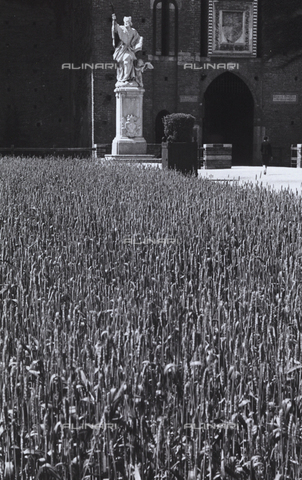 TCC-F-003901-0000 - Aiuola coltivata a grano in Piazza Castello a Milano - Data dello scatto: 1939 - Touring Club Italiano/Gestione Archivi Alinari