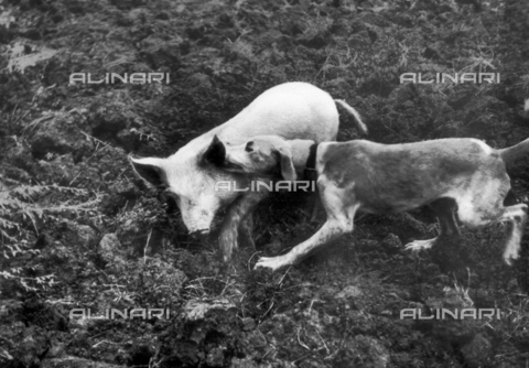 TCI-S-000255-AR10 - Preparing the dogs for the assault on the wild boar with domestic piglets - Date of photography: 1940 ca. - Touring Club Italiano/Alinari Archives Management