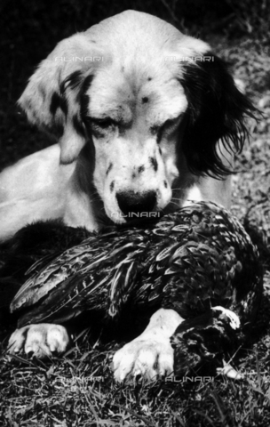 TCI-S-000285-AR10 - Laverack setter with actual pheasant - Date of photography: 1940 ca. - Touring Club Italiano/Alinari Archives Management